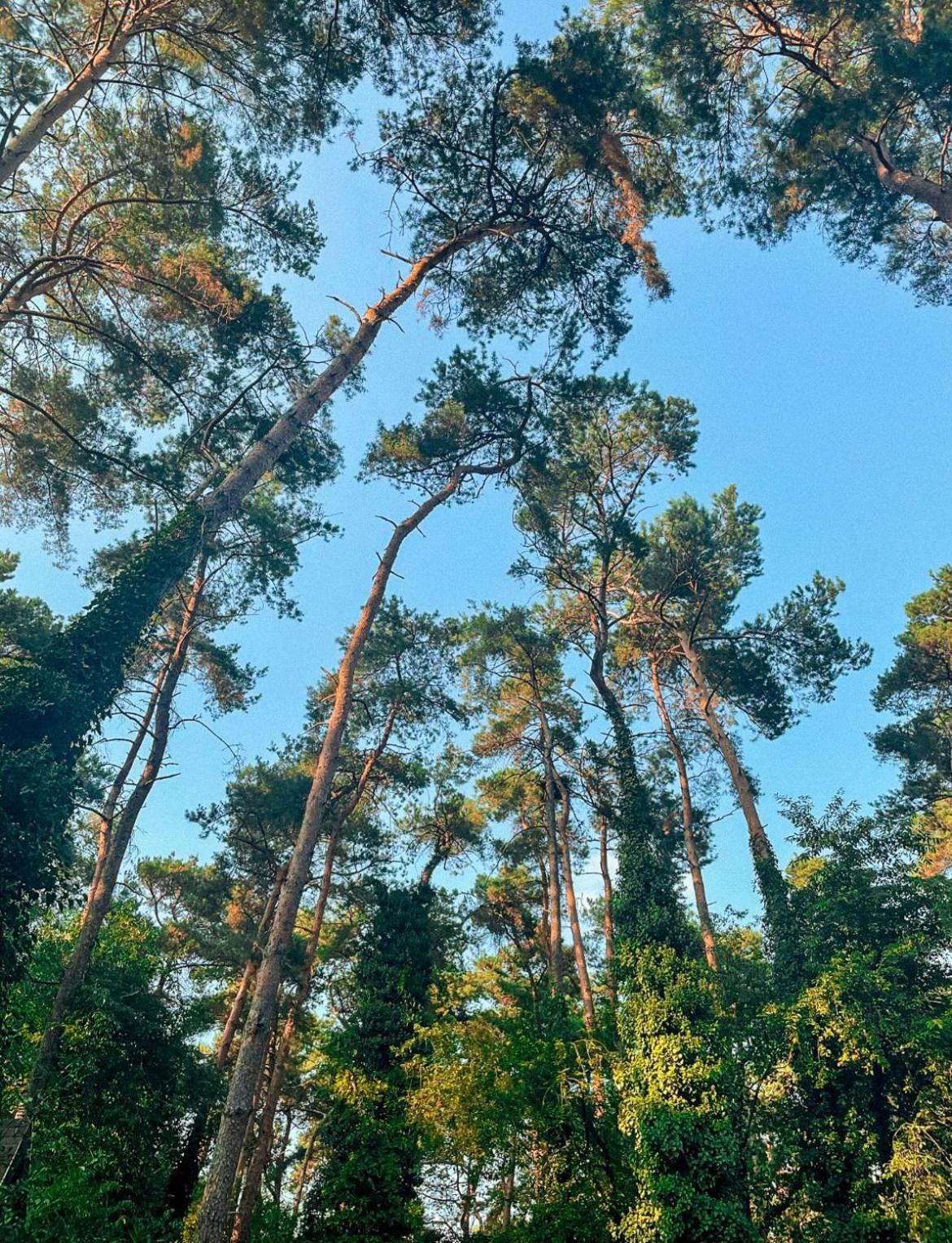 Boshuisje Pinus Sonnevijver Residences Lanaken Extérieur photo