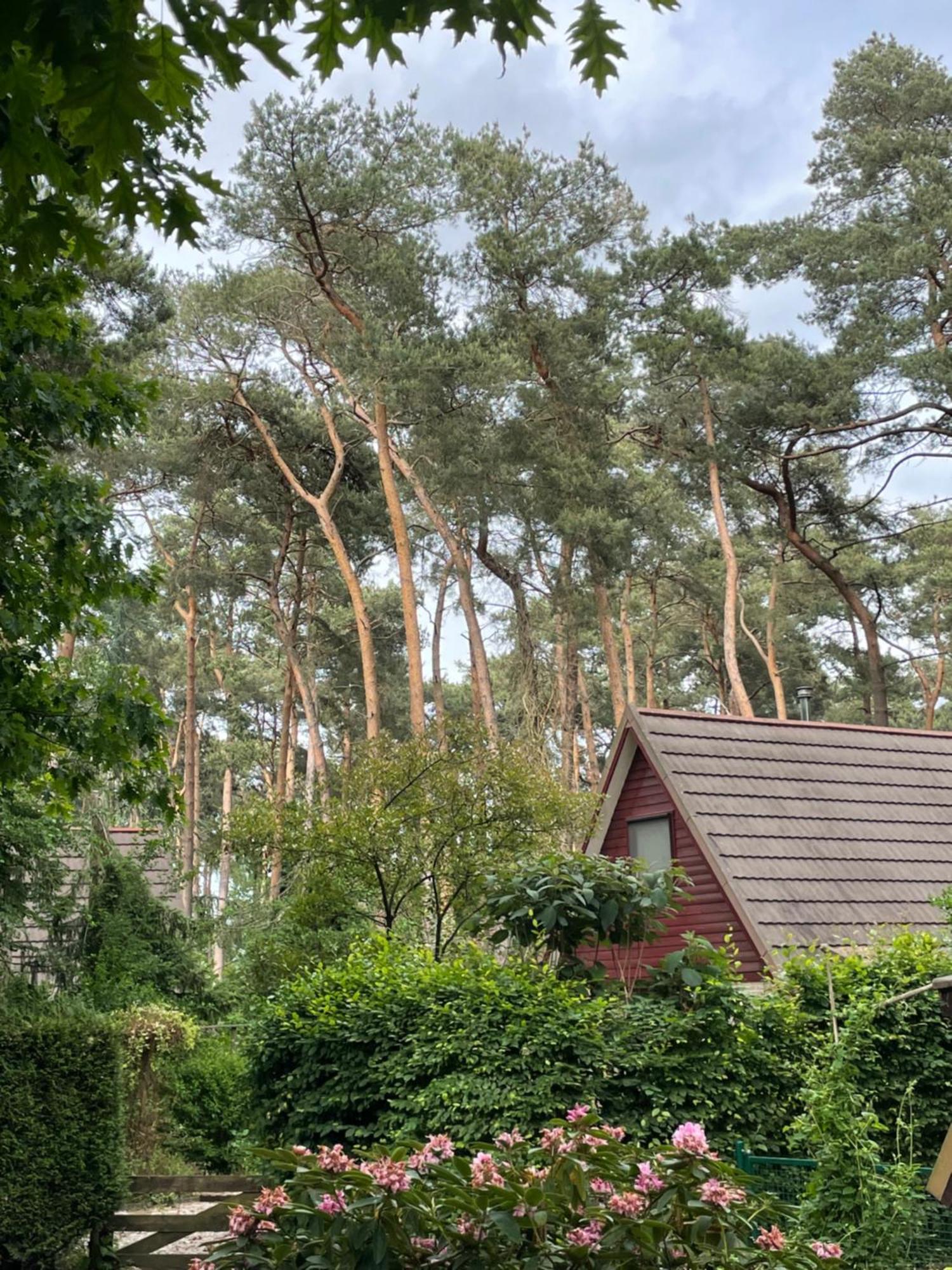 Boshuisje Pinus Sonnevijver Residences Lanaken Extérieur photo